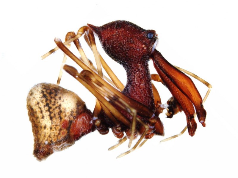 Pelican Spiders (Archaeidae