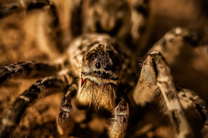 Страшные пауки