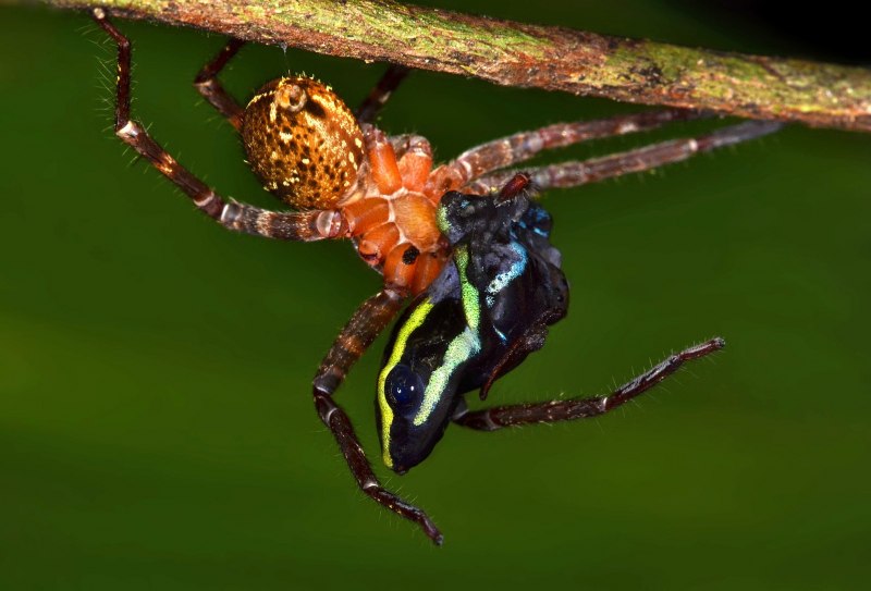 Паук раскраска для детей