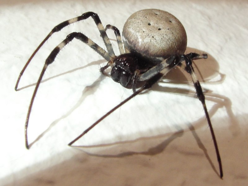 Жук трубковерт