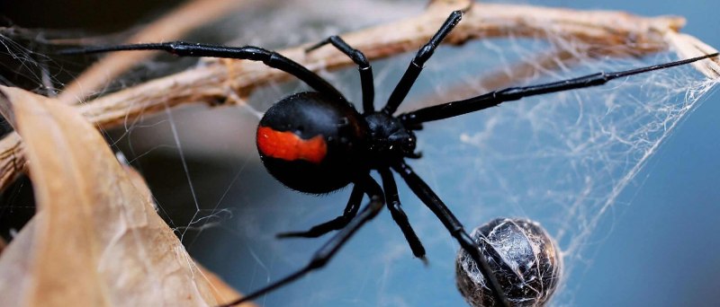 Паук-волк Арагог