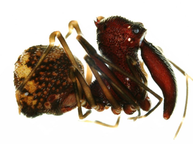 Мадагаскарский паук Пеликан