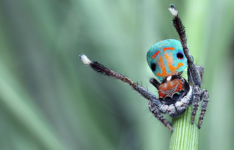 Паук скакунчик глаза