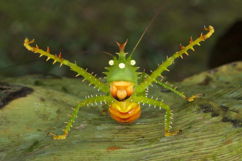 Гусеница бабочки слизневидки