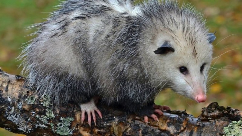 Североамериканский опоссум