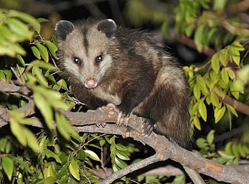 Сумчатый опоссум