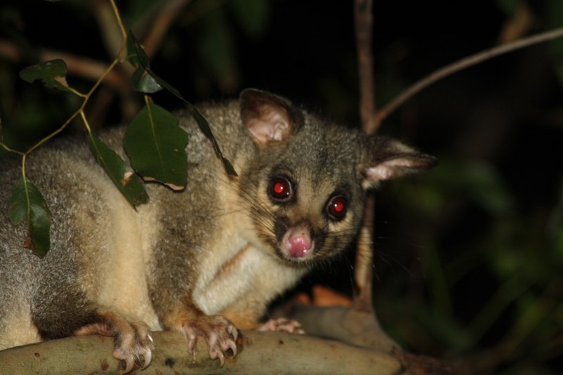Австралийский карликовый поссум