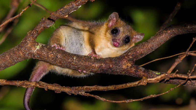 Сумчатые Австралия поссум