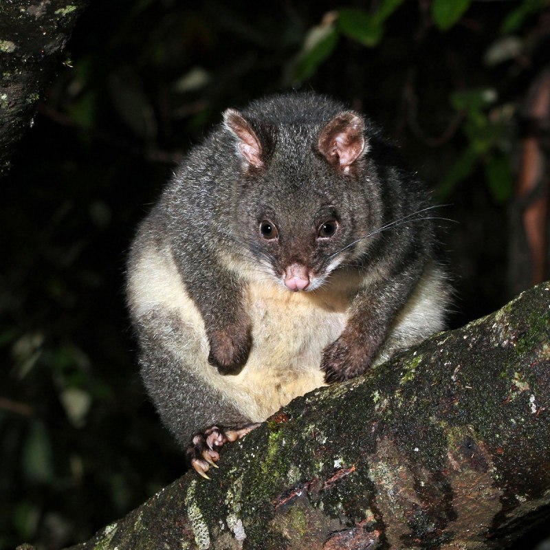 Сумчатая куница