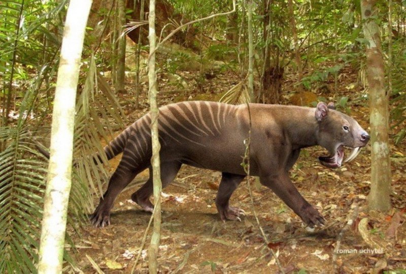 Тасманийский хвост дьявол