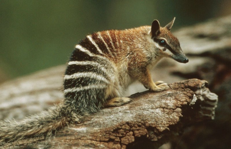 Сумчатая мышь Янгсона