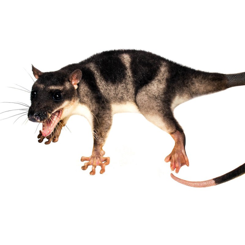 Сумчатые бразильский опоссум