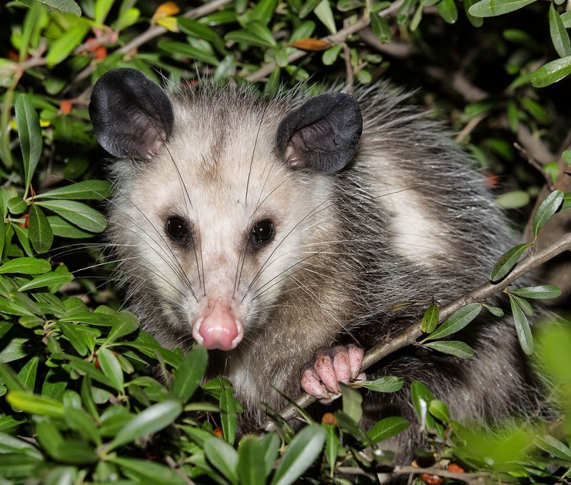 Животные похожие на выдру