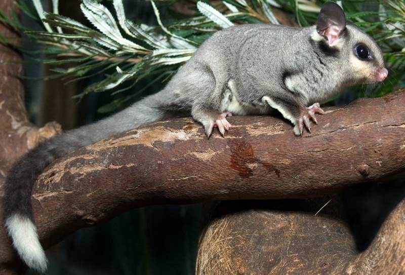 Нора утконоса