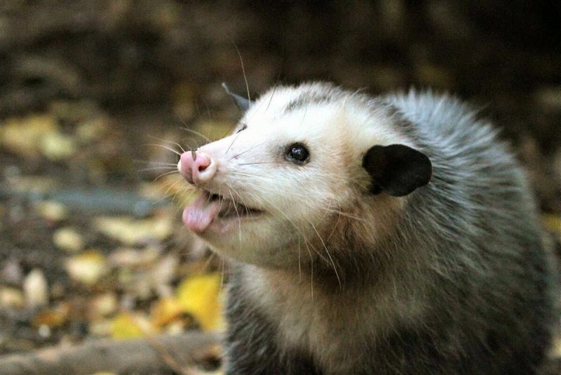 Жирнохвостая сумчатая мышь