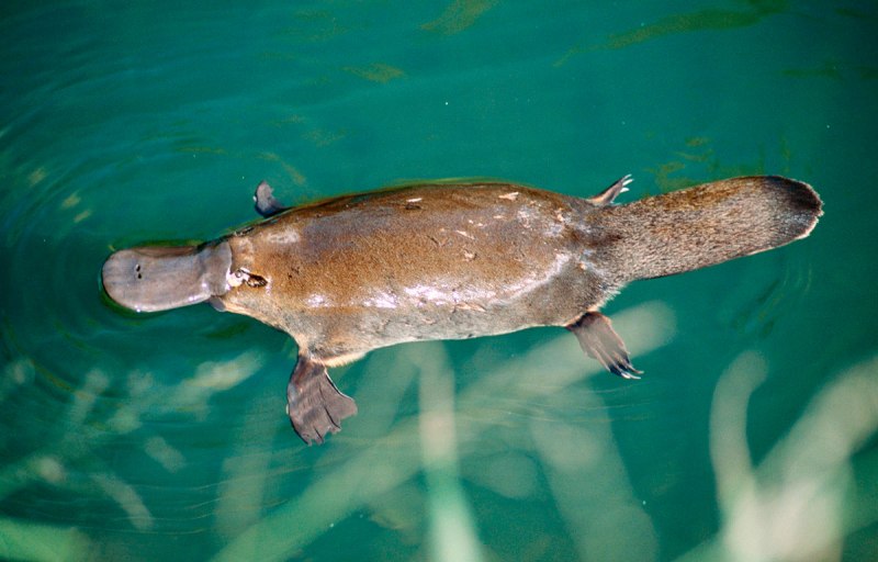 Утконос яйцекладущие млекопитающие