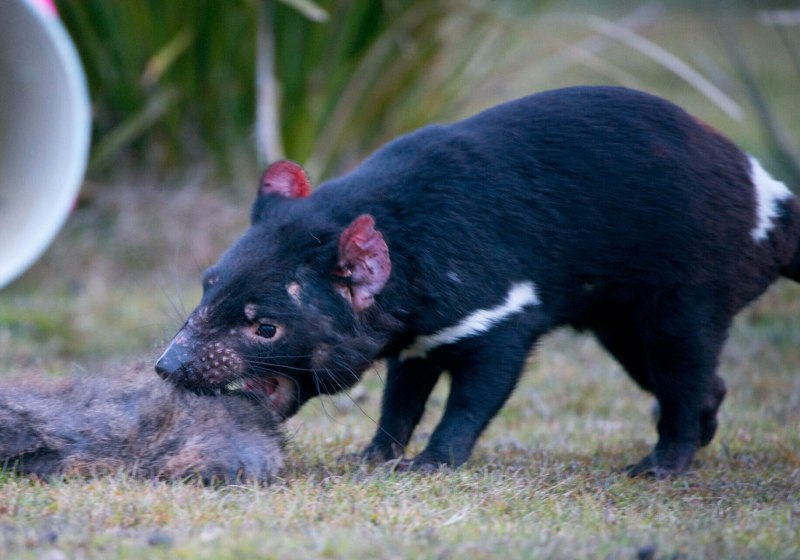 Сумчатый Саблезубый тигр