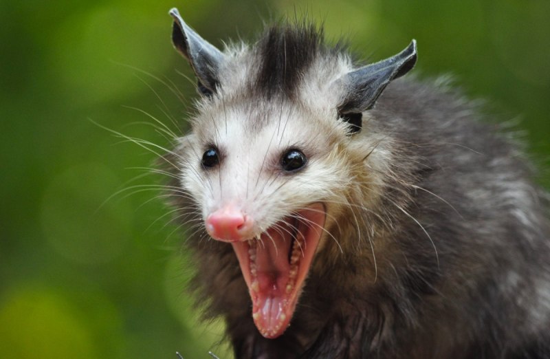 Тасманийский поссум