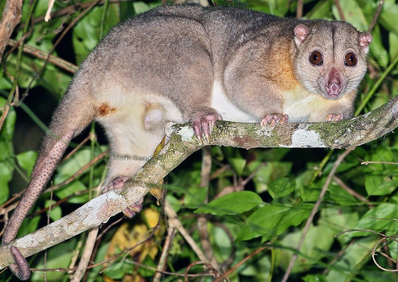 Австралийская сумчатая куница