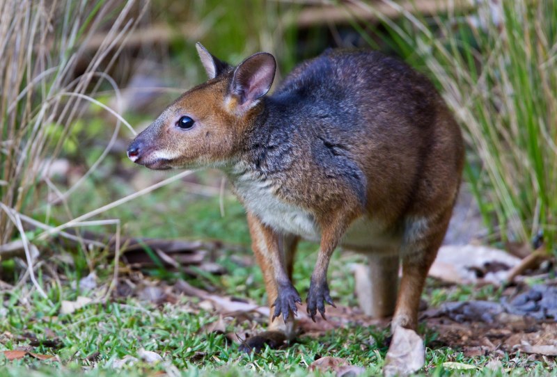 Тасманский дьявол в Австралии