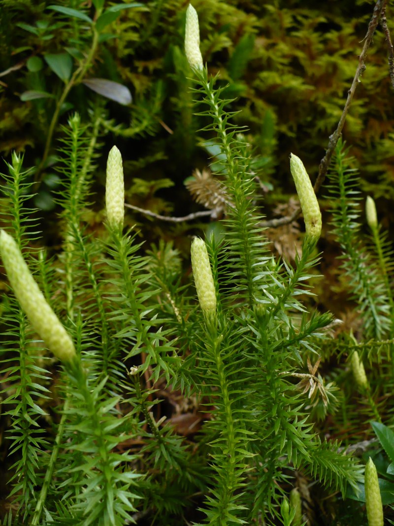 Поссум природное сообщество