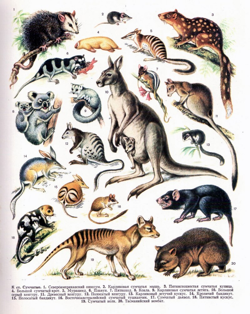 Тасманийский поссум