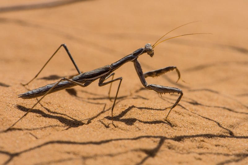 Боливария короткокрылая