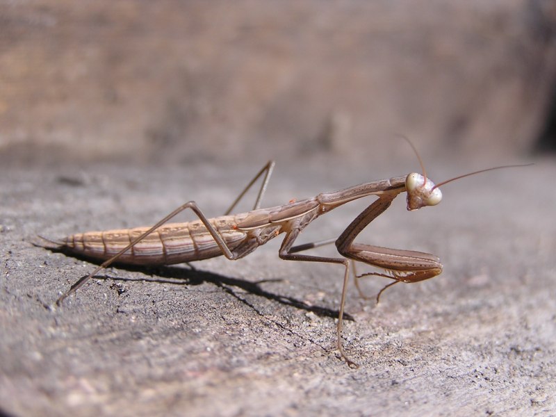 Bolivaria brachyptera