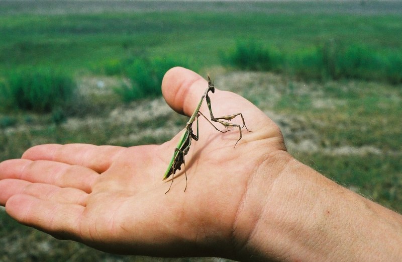 Parasphendale SP. Tanzania