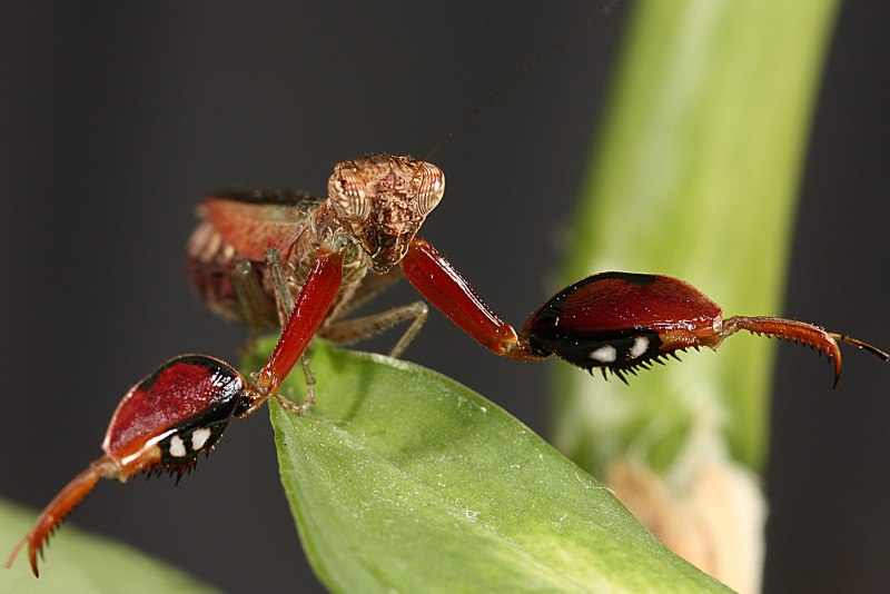 Parasphendale SP. Tanzania