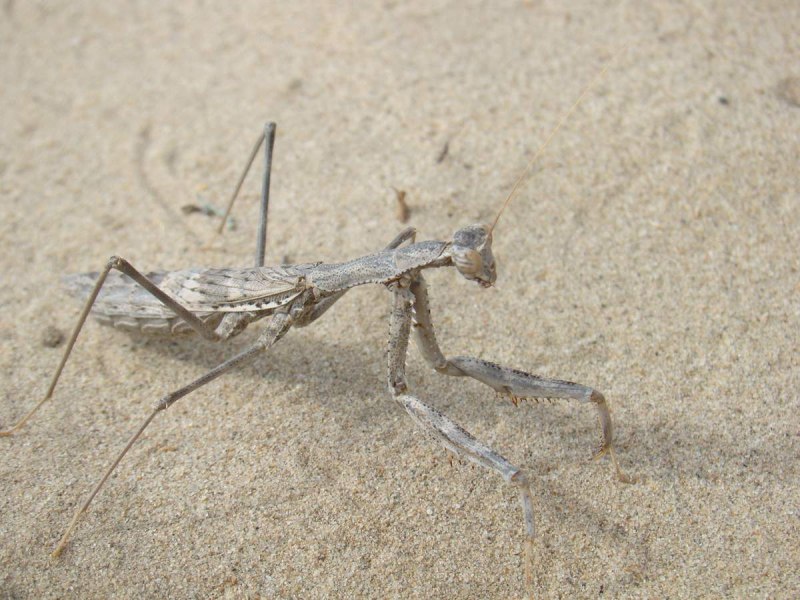 Богомол (боливария короткокрылая)