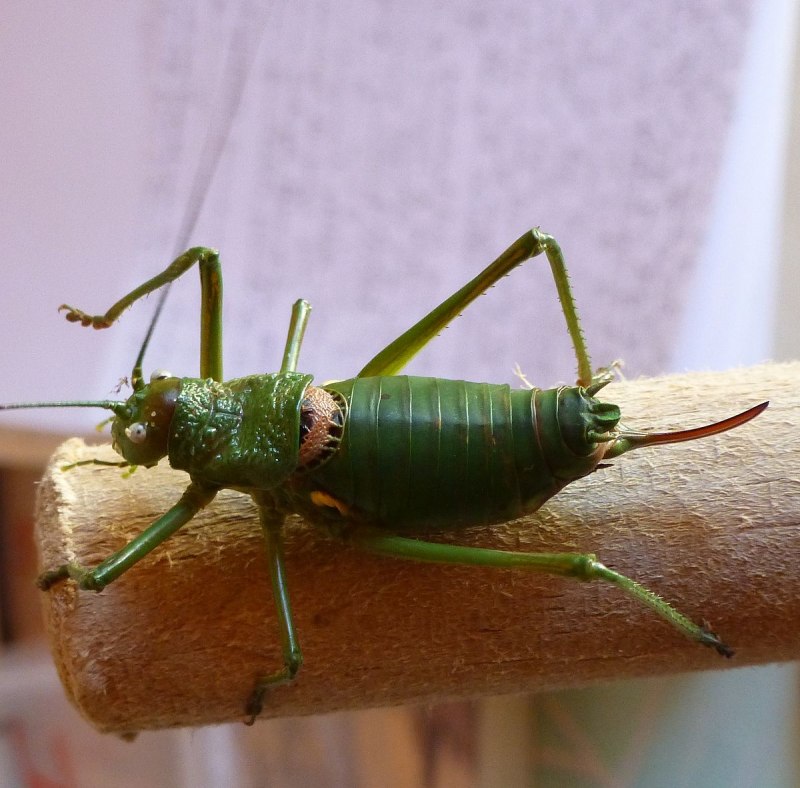 Оса на охоте