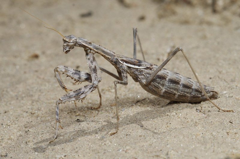 Боливария короткокрылая (bolivaria brachyptera)