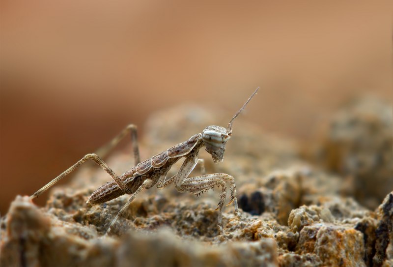 Боливария полынная