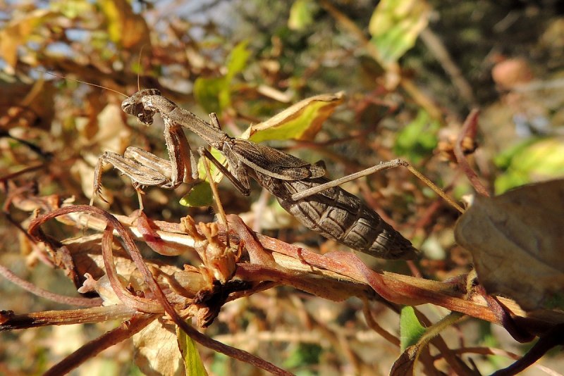 Боливария короткокрылая
