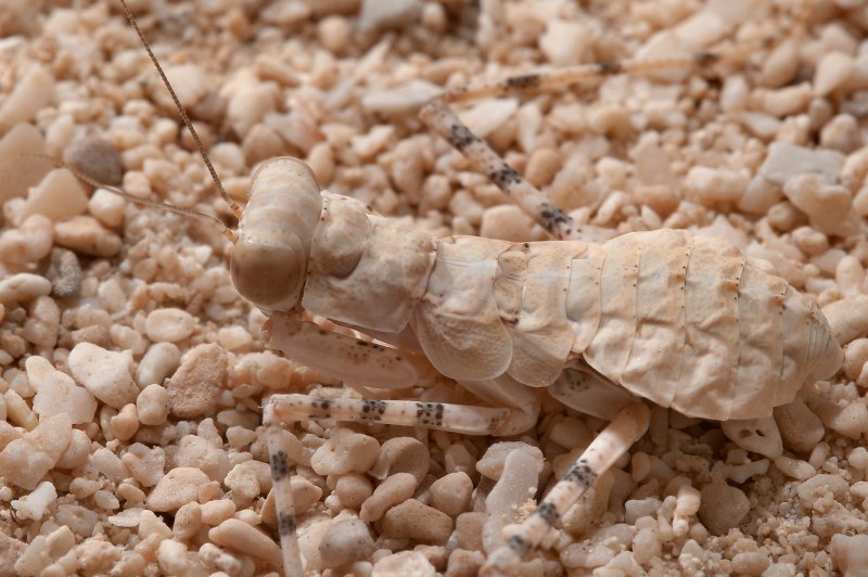 Поза богомола у людей