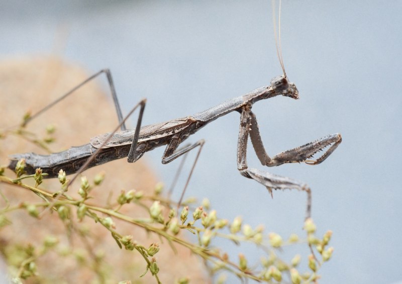 Африканский короткокрылый богомол