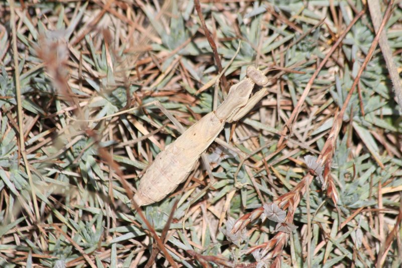 Цикада Жук черный