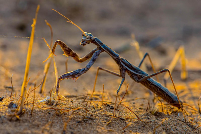 Боливария короткокрылая (bolivaria brachyptera)