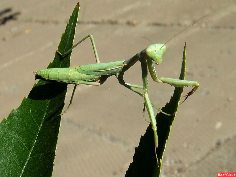 Severinia turcomaniae и Rivetina Nana богомолы