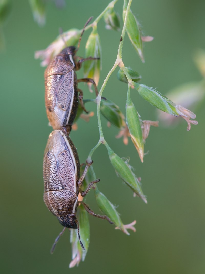 Eremiaphila brunneri