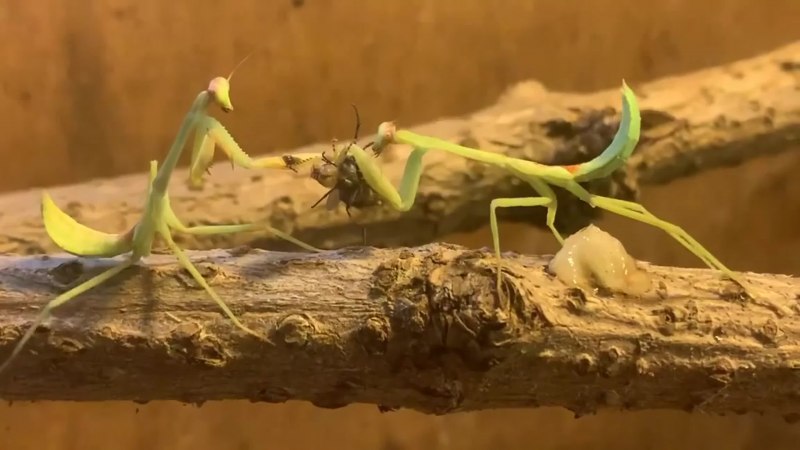 Богомолец растение