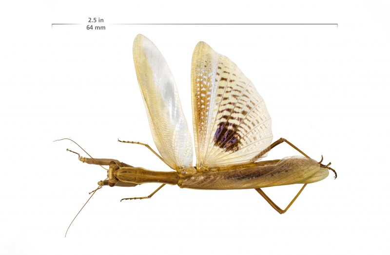 Боливар Венесуэла