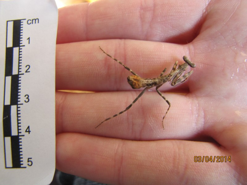 Ирис пятнистокрылый богомол