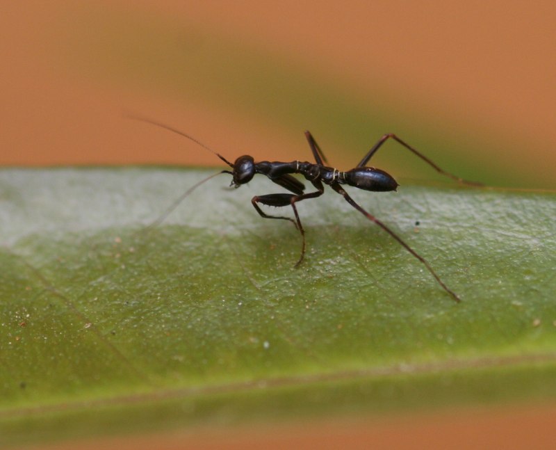 Кузнечик палочник