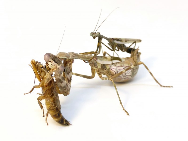 Насекомые в пустыне