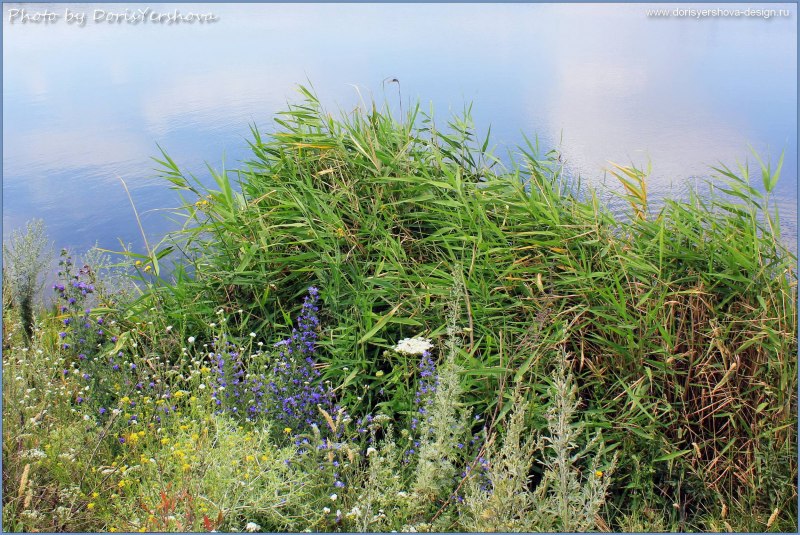 Богомол боксер