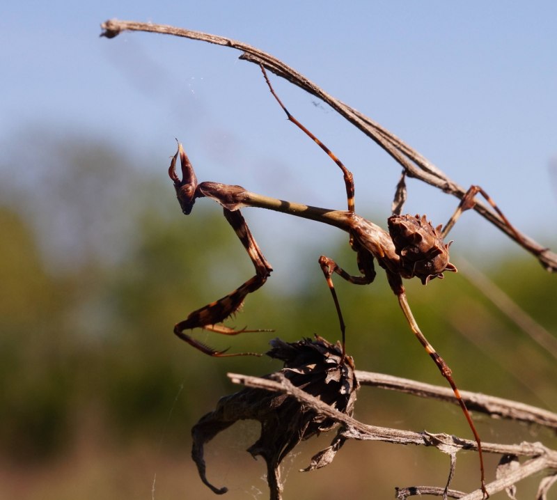 Закавказский древесный богомол