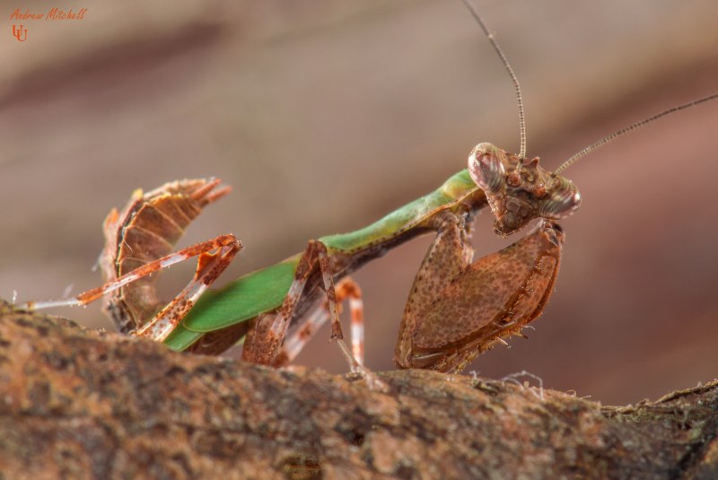 Пустынный богомол