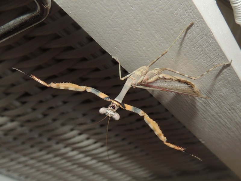 Богомол ползет по собаке